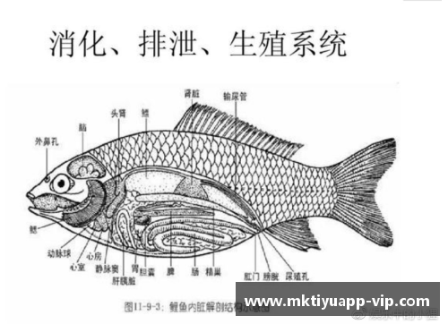 mk体育高中生靠解剖鲫鱼上北大清华？教育的真相在这里！